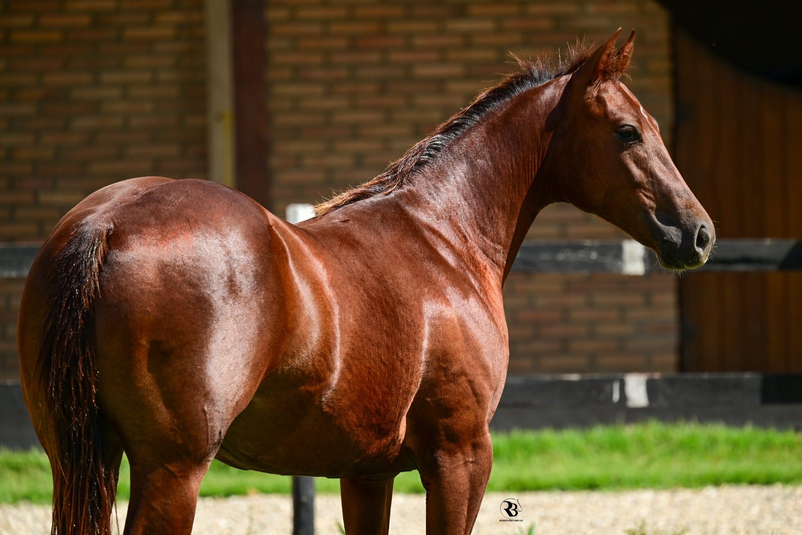 Cavalos no campo