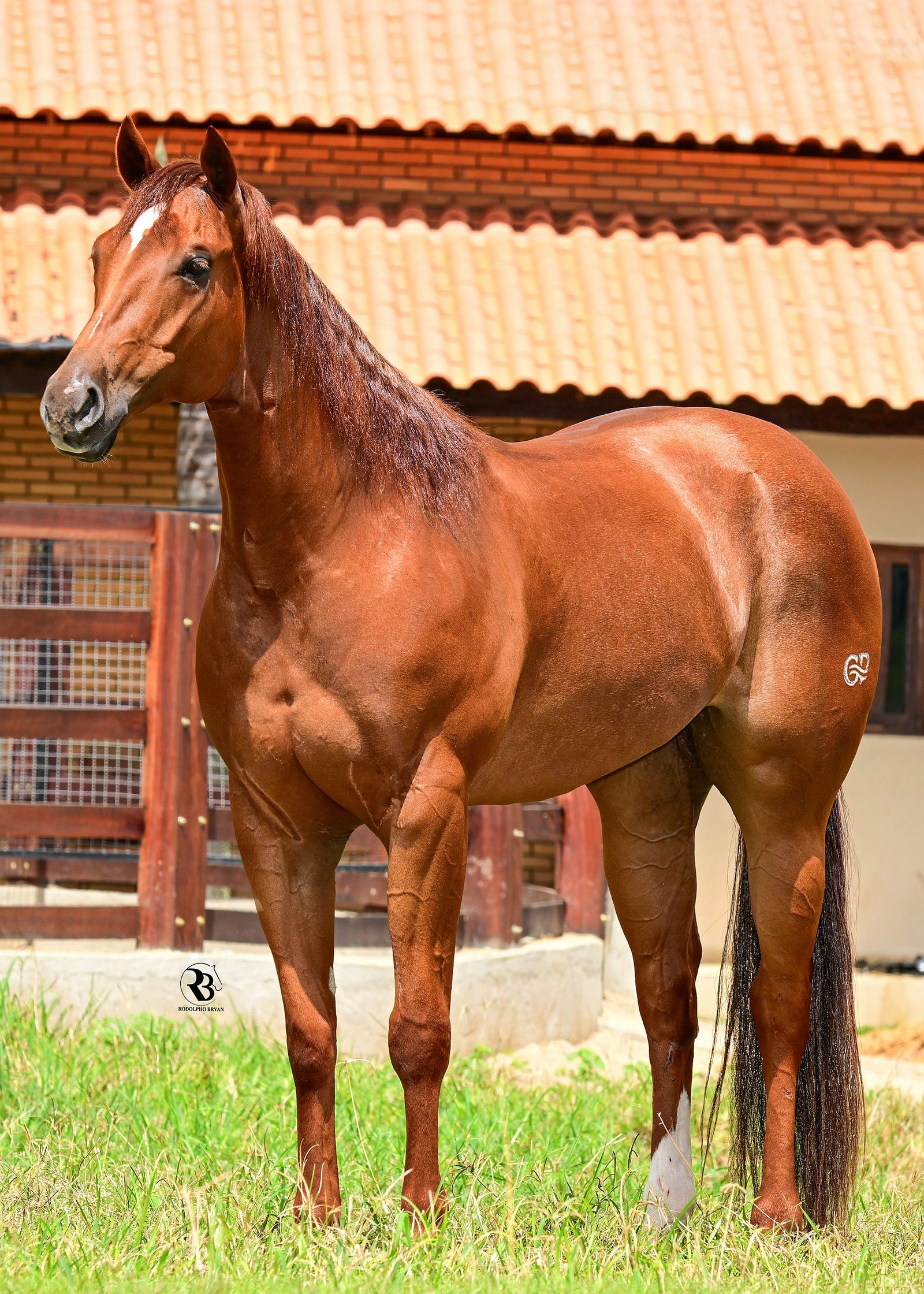 Garanhão do haras