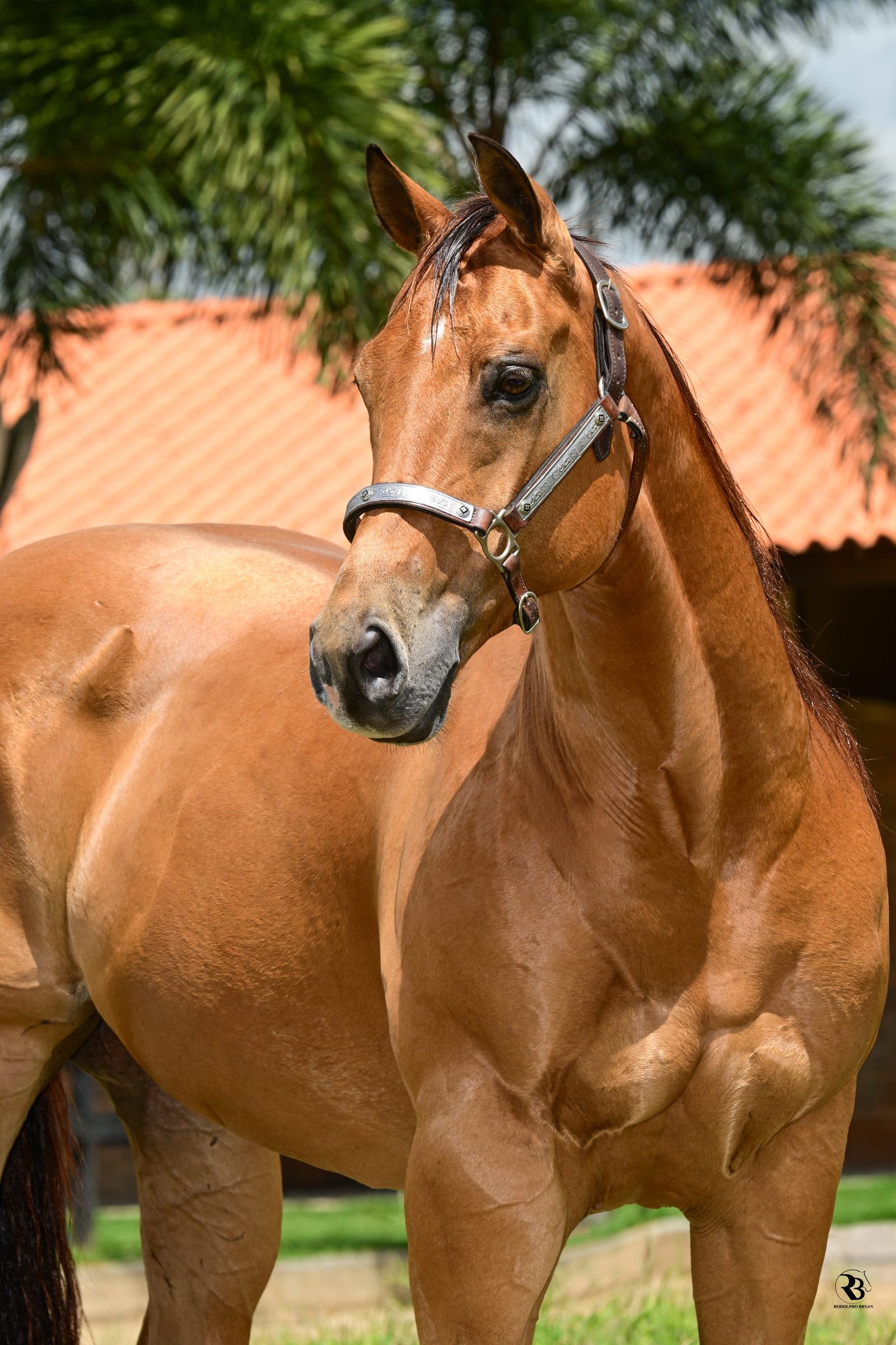 Olho do cavalo