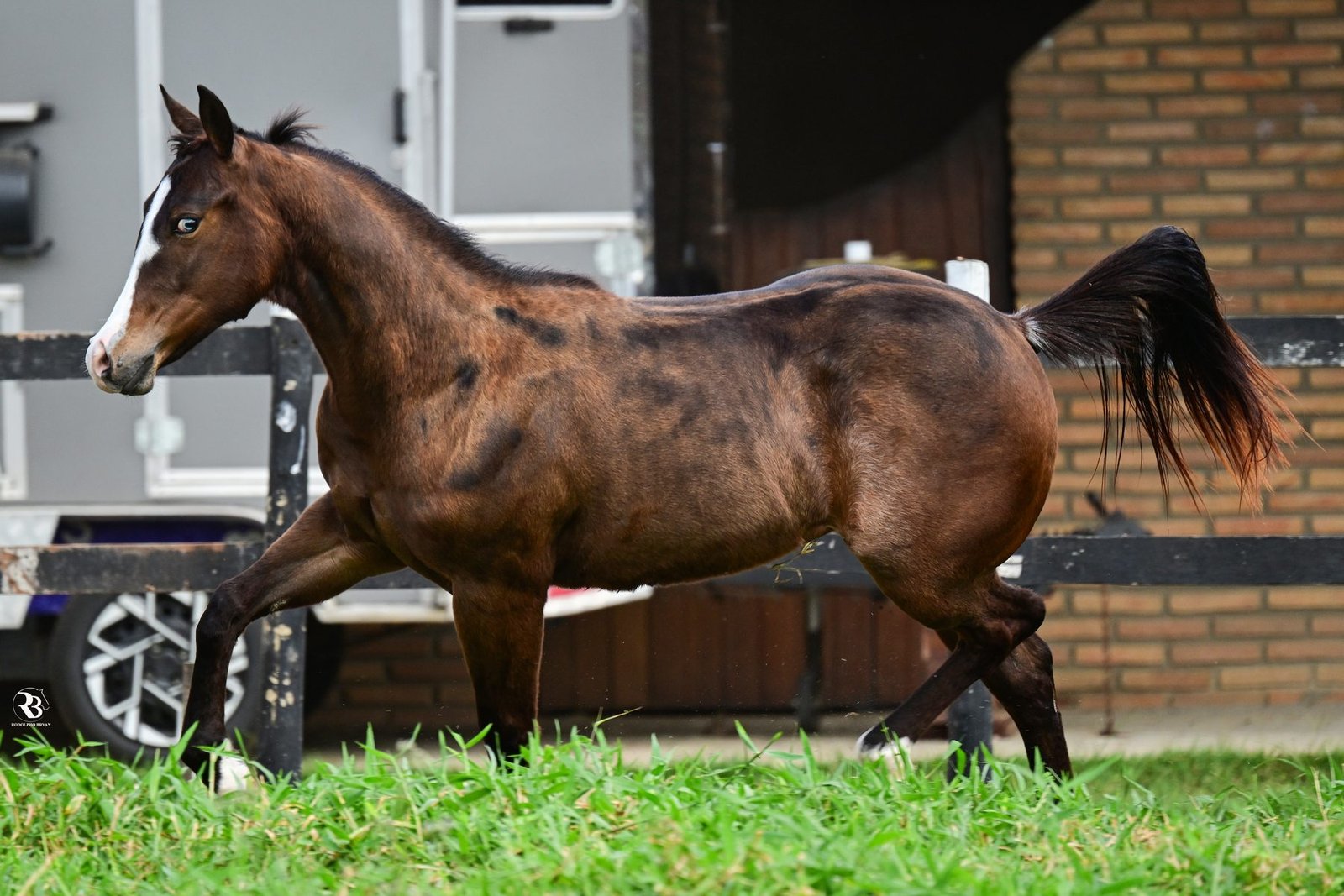Cavalo em velocidade